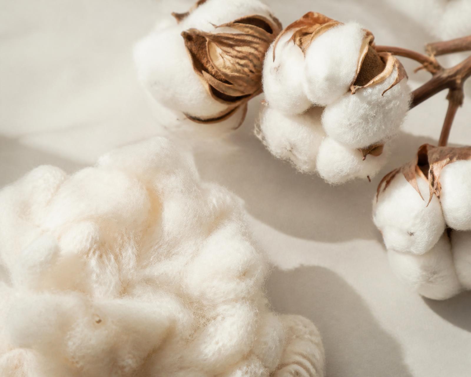 Raw organic cotton bolls and unbleached fibres